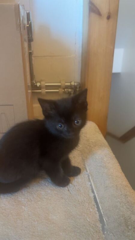 Half BSH beautiful black boy kitten - Image 2 of 4