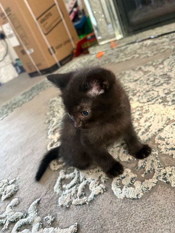 Half BSH beautiful black boy kitten - Image 3 of 4