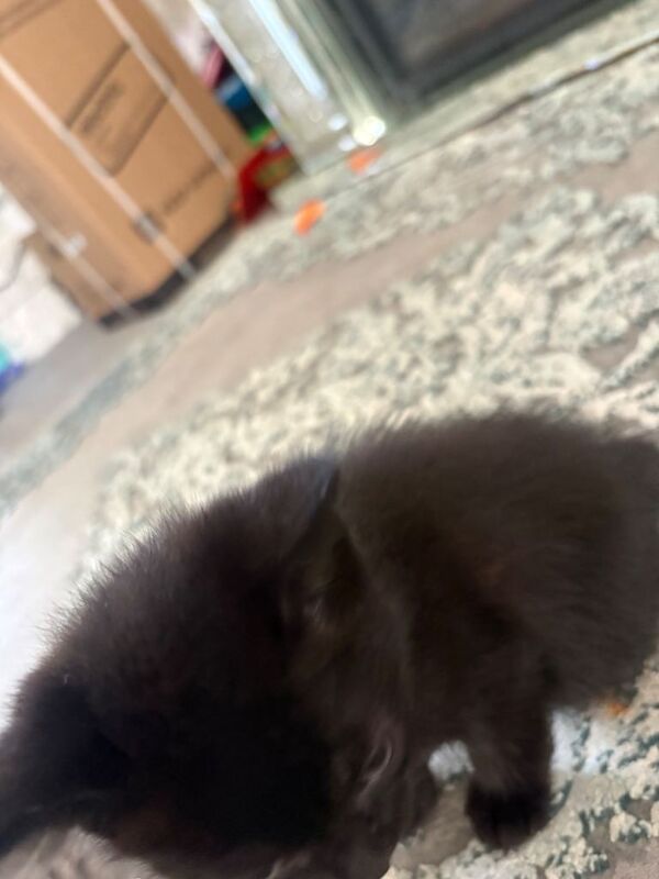 Half BSH beautiful black boy kitten - Image 4 of 4