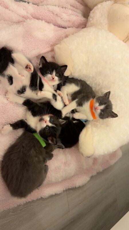 British Shorthair kittens for sale in Bulwell, Nottinghamshire – 4 weeks old