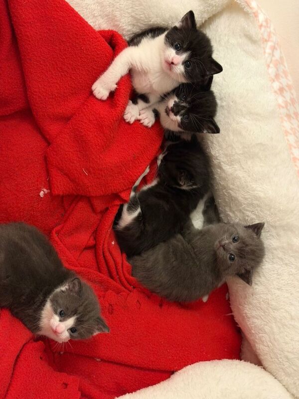 British Shorthair kittens for sale in Bulwell, Nottinghamshire – 4 weeks old - Image 4 of 6