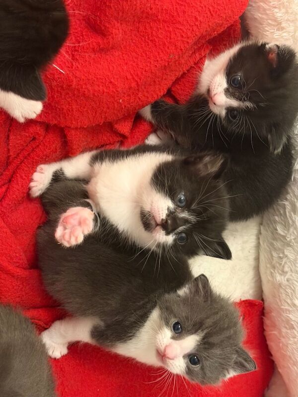 British Shorthair kittens for sale in Bulwell, Nottinghamshire – 4 weeks old - Image 5 of 6