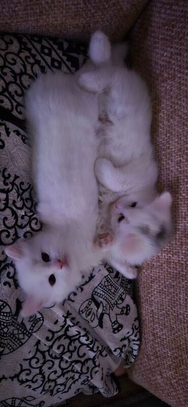 Half ragdoll kittens