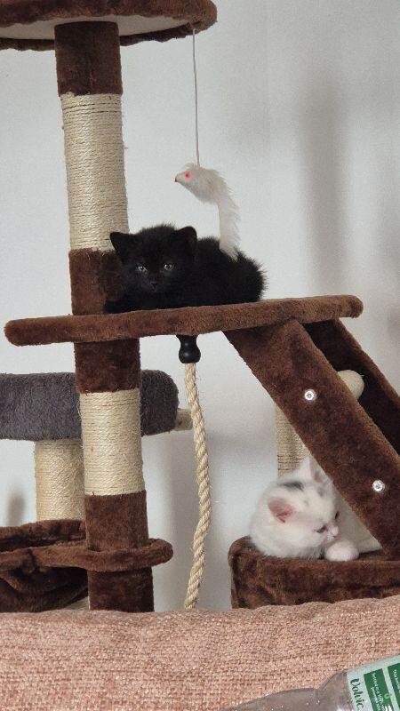 Half ragdoll kittens - Image 2 of 4