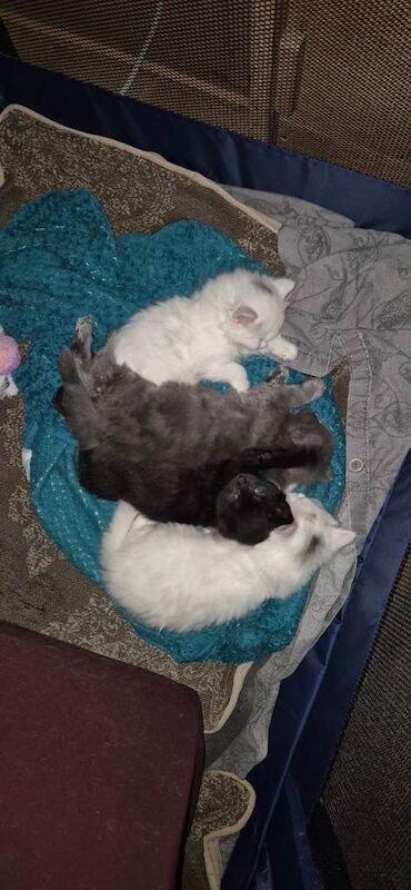 Half ragdoll kittens - Image 3 of 4