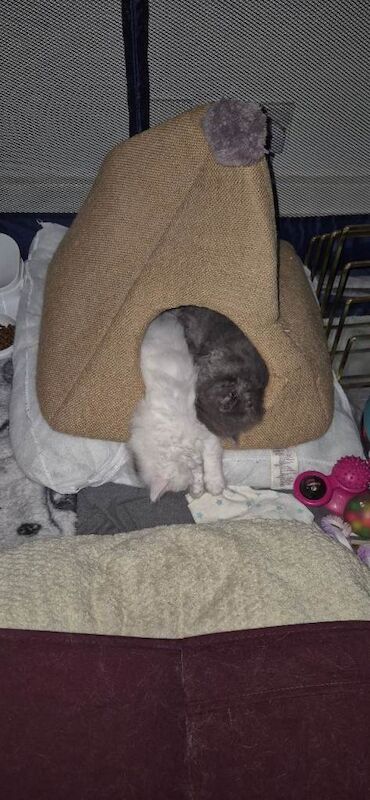 Half ragdoll kittens - Image 4 of 4