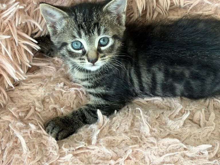 Half shorthair kittens for adoption ️