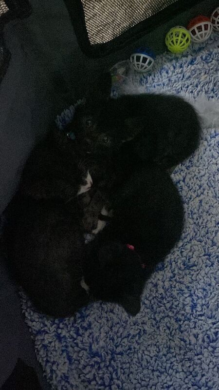 British Shorthair Kittens For Sale Under £300