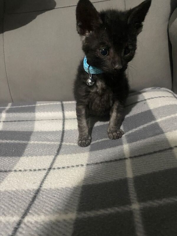 hand reared 8 week old kittens all sold - Image 2 of 3