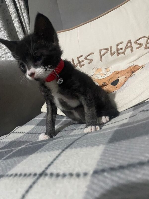 hand reared 8 week old kittens all sold - Image 3 of 3