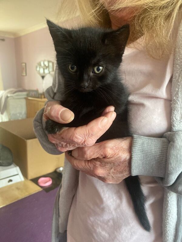 Have 3 pure black kittens - Image 3 of 3