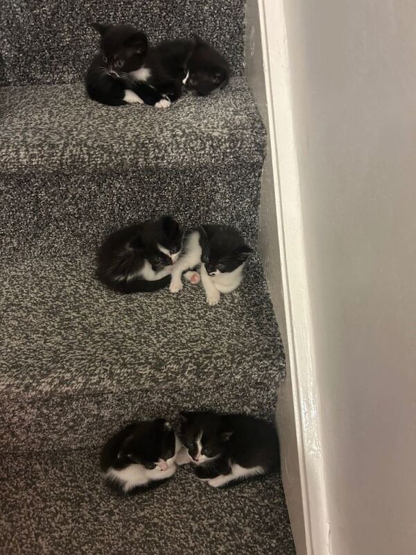 British Shorthair Kittens For Sale