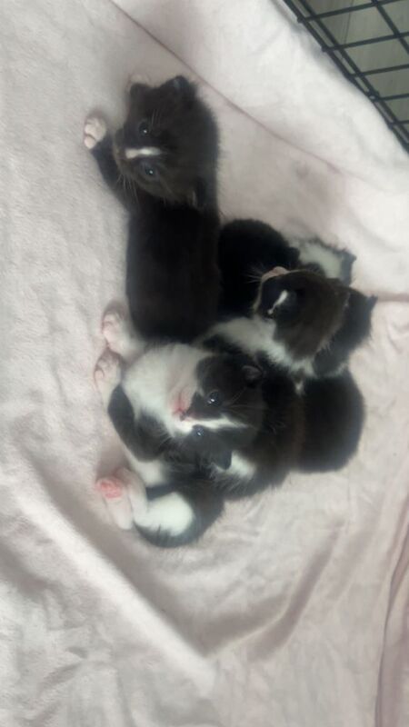 Healthy, Happy Kittens Ready for New Homes - Image 2 of 3