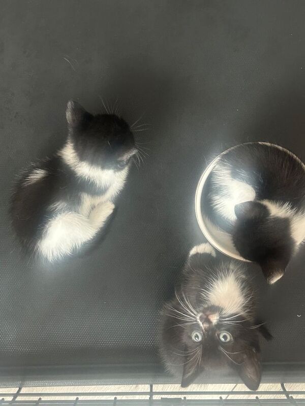 Healthy, Happy Kittens Ready for New Homes - Image 3 of 3