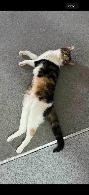 British Shorthair kittens for sale in Stratford, Greater London – 8 years old