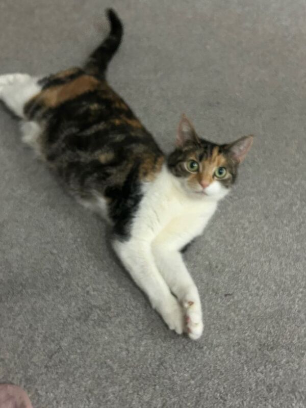 British Shorthair kittens for sale in Stratford, Greater London – 8 years old - Image 2 of 3