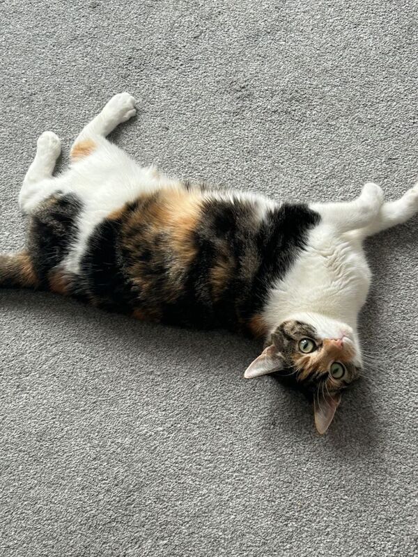 British Shorthair kittens for sale in Stratford, Greater London – 8 years old - Image 3 of 3