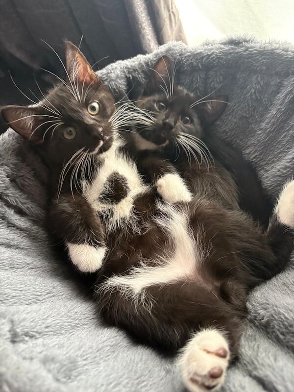 British Shorthair kittens for sale in Plaistow, Greater London – 11 weeks old