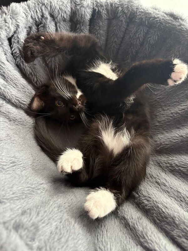 British Shorthair kittens for sale in Plaistow, Greater London – 11 weeks old - Image 2 of 3