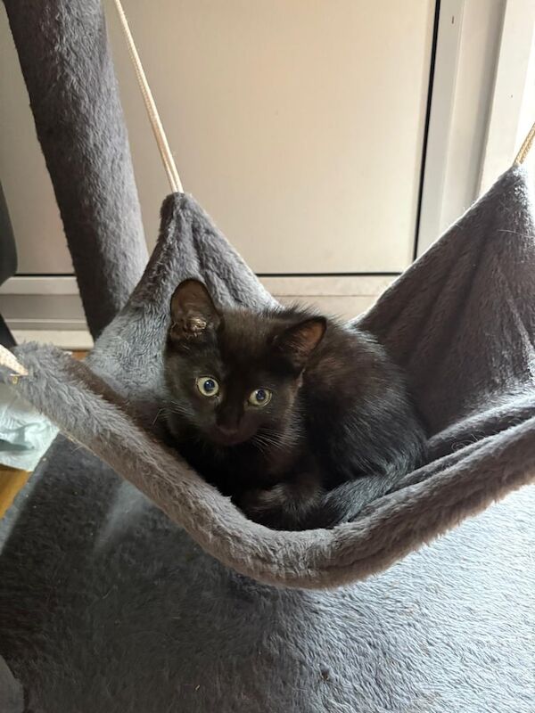 British Shorthair kittens for sale in Plaistow, Greater London – 11 weeks old - Image 3 of 3