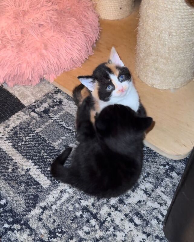 British Shorthair kittens for sale in Gosport, Hampshire – 5 weeks old