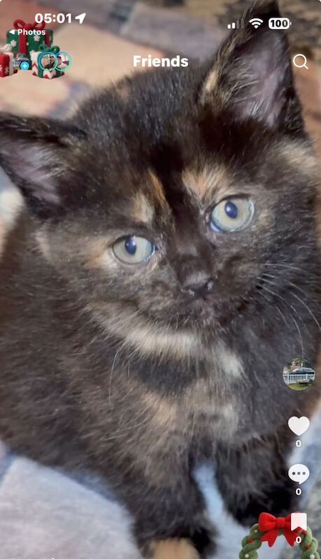 I have three beautiful British shorthaired x Maine coon is - Image 2 of 3