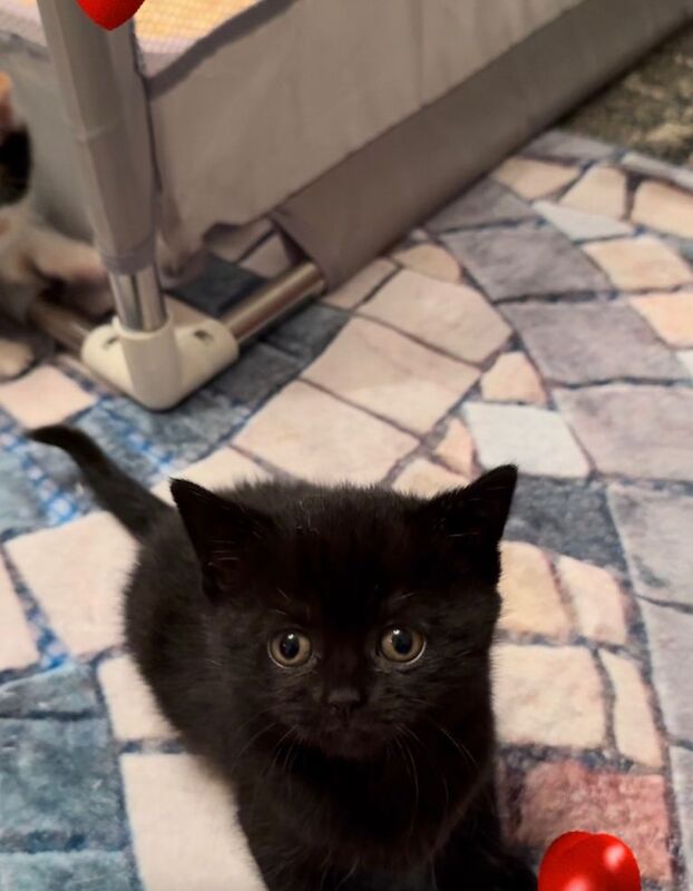 I have three beautiful British shorthaired x Maine coon is - Image 3 of 3