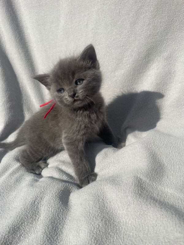 Irresistible blue kittens