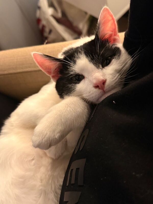 Kayo needs rehoming!