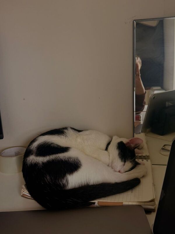 Kayo needs rehoming! - Image 2 of 6