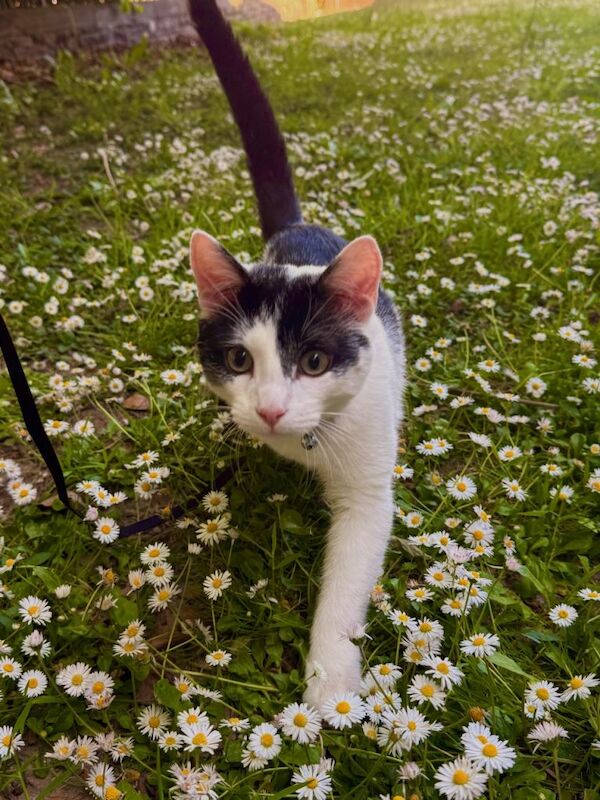 Kayo needs rehoming! - Image 3 of 6