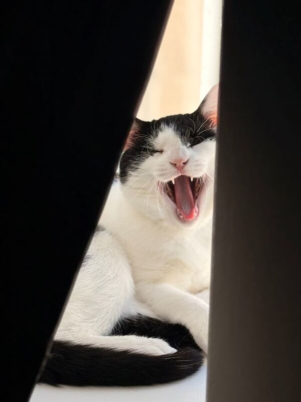 Kayo needs rehoming! - Image 4 of 6