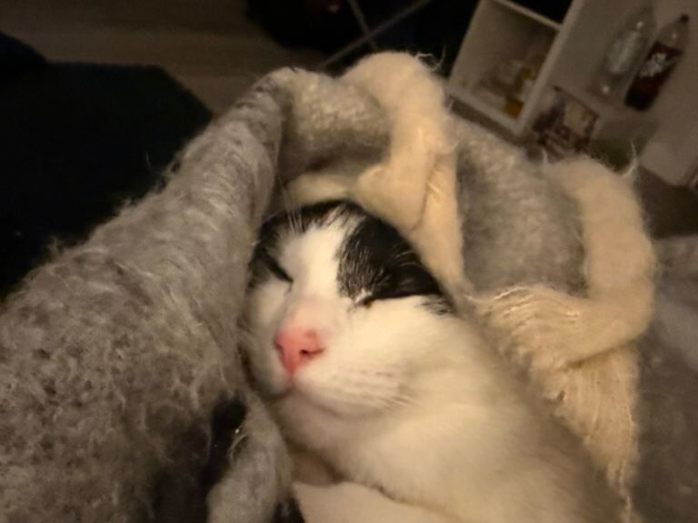 Kayo needs rehoming! - Image 5 of 6