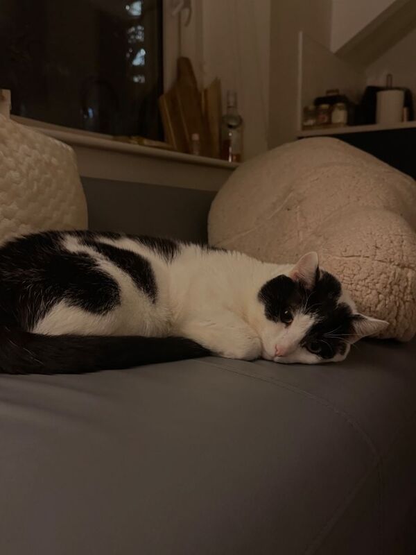 Kayo needs rehoming! - Image 6 of 6