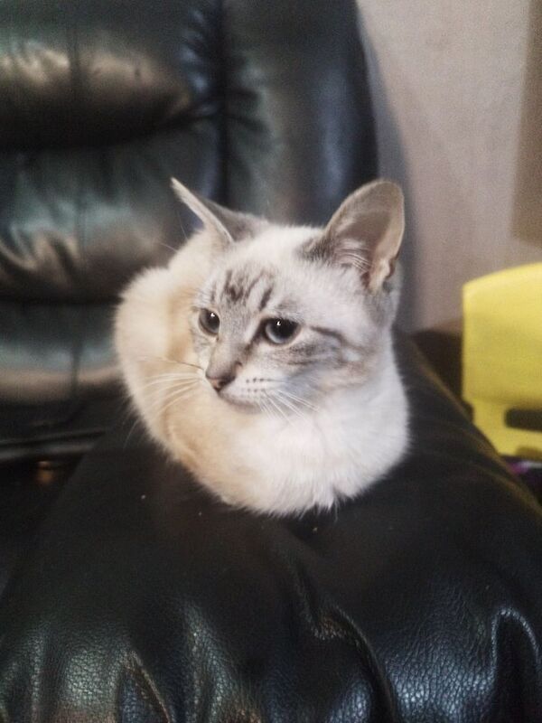 British Shorthair kittens for sale in Rochdale, Greater Manchester – 4 months old - Image 2 of 3