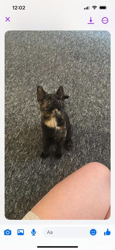 British Shorthair kittens for sale in Muirhouse, City of Edinburgh – 11 weeks old
