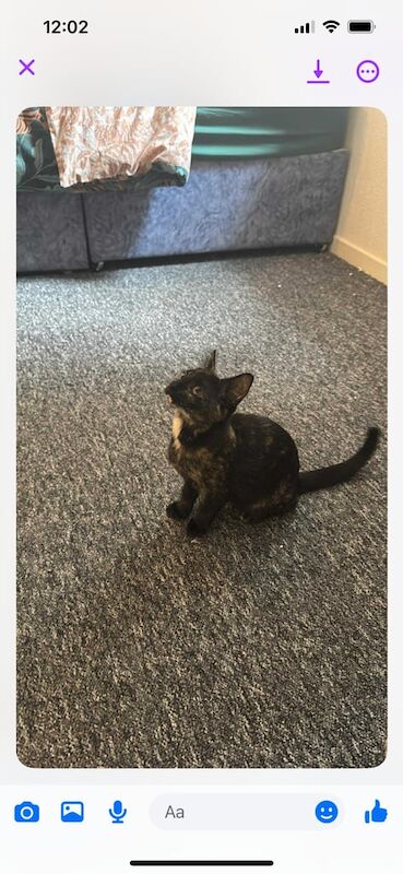 British Shorthair kittens for sale in Muirhouse, City of Edinburgh – 11 weeks old - Image 2 of 3
