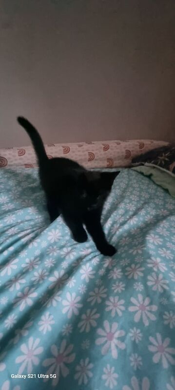 Kitten for sale in Ipswich, Suffolk | Image 2