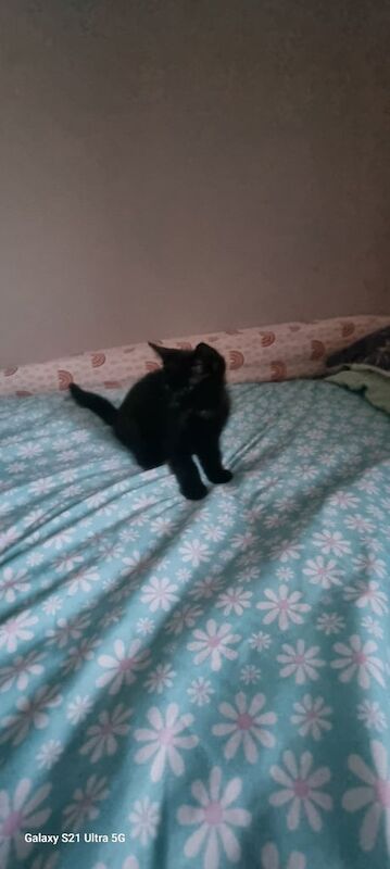 Kitten for sale in Ipswich, Suffolk | Image 3