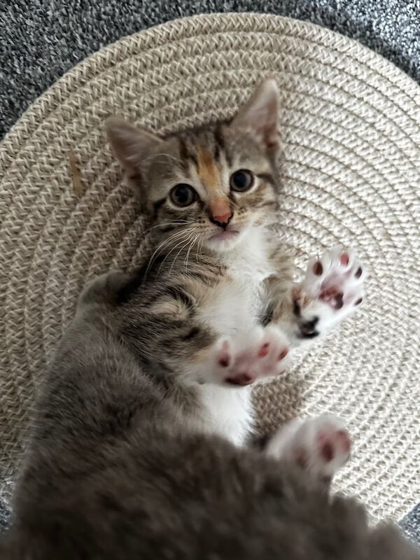 Kitten for sale in Paisley, Renfrewshire