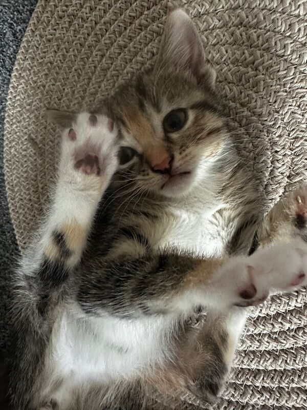 Kitten for sale in Paisley, Renfrewshire | Image 2