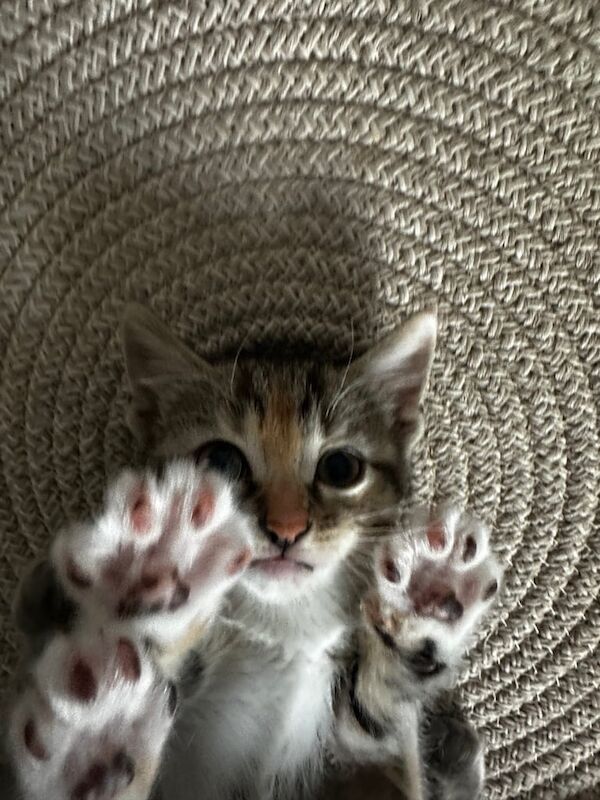 Kitten for sale in Paisley, Renfrewshire | Image 3