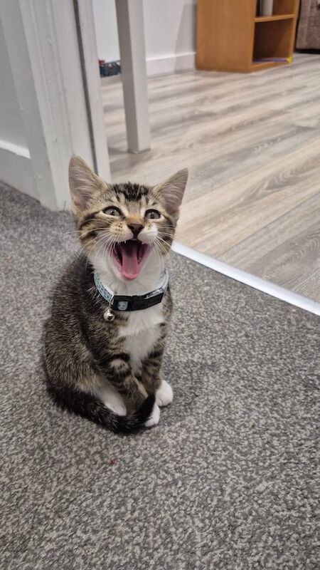 kitten for sale in Leeds, West Yorkshire