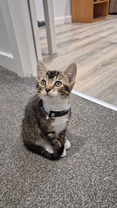 kitten for sale in Leeds, West Yorkshire | Image 2