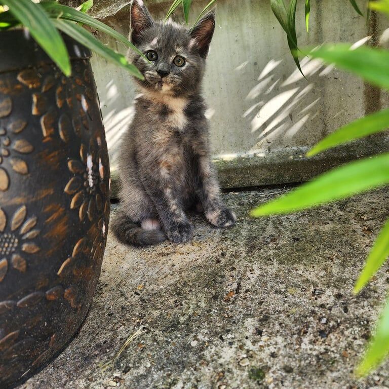Kitten for sale in Sturry, Kent