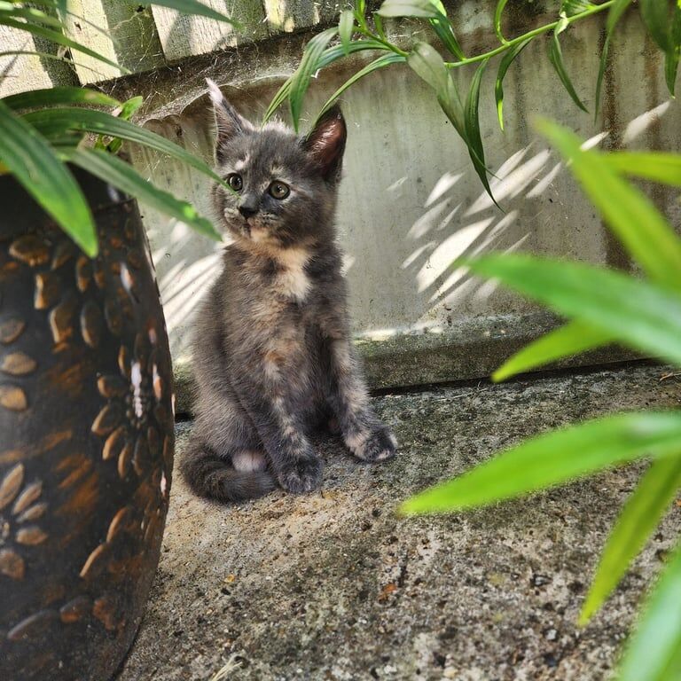 Kitten for sale in Sturry, Kent | Image 2