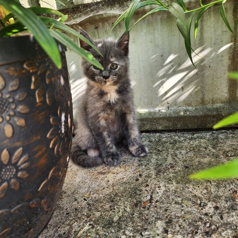 Kitten for sale in Sturry, Kent | Image 3