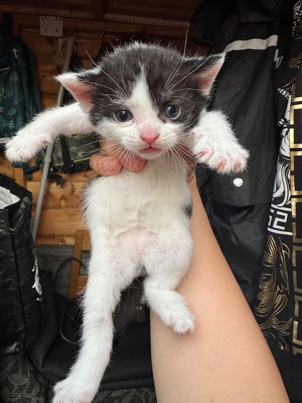 Kitten for sale in Bedford, Bedfordshire