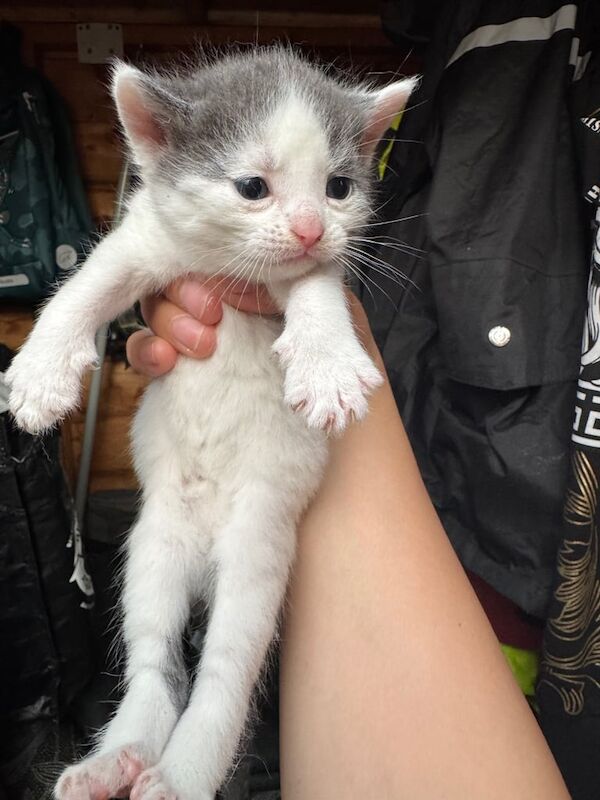 Kitten for sale in Bedford, Bedfordshire | Image 2