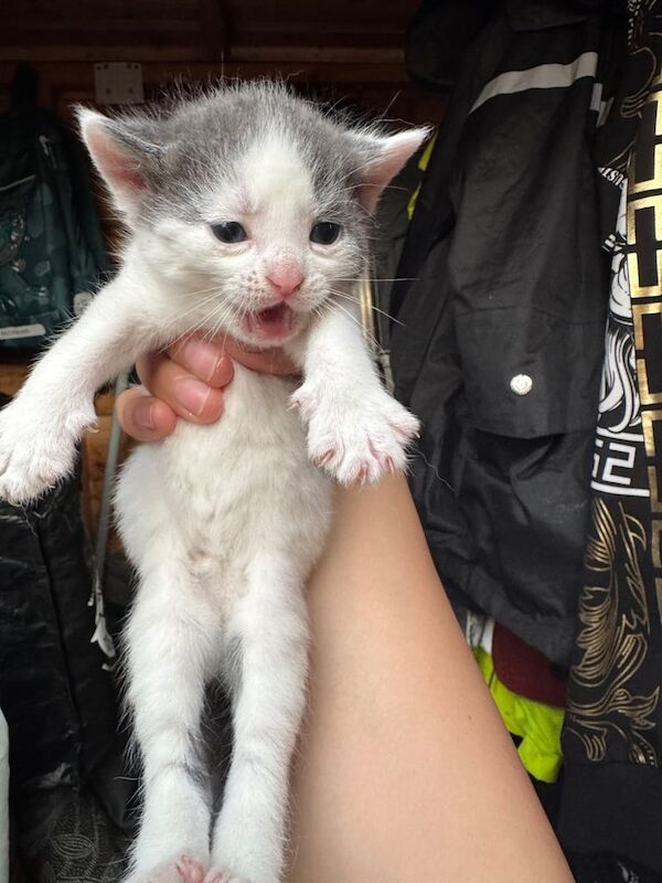 Kitten for sale in Bedford, Bedfordshire | Image 3